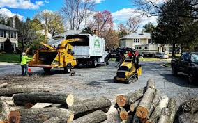 Best Tree Disease Treatment  in Grand Prairie, TX