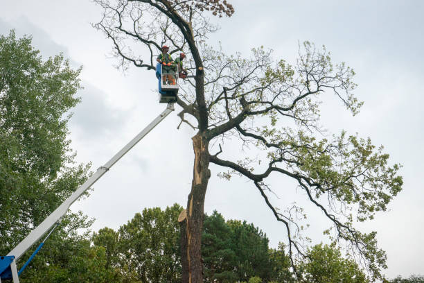 Best Tree Preservation Services  in Grand Prairie, TX