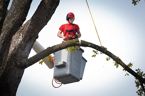 Trusted Grand Prairie, TX Tree Removal Experts